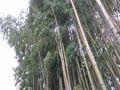 風に揺れる竹林。
