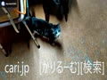 2018年12月24日猫スズ(すず)の動画。1812241910KVID0291logo.mp4